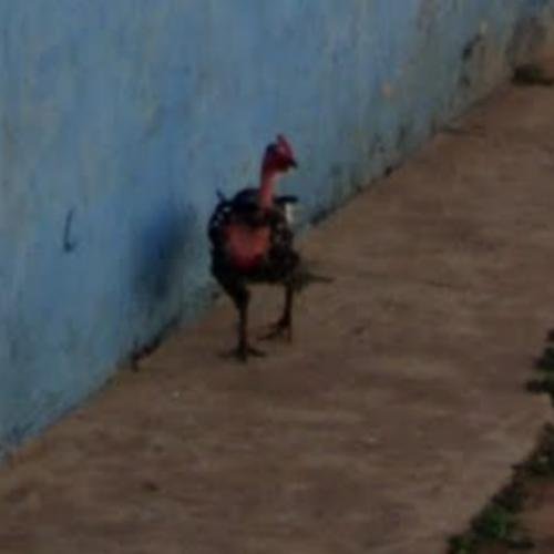 Jugar chicken road, chicken road oficial