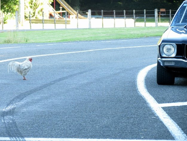 Imagine: Intrarea în Jocul Fericit de Pe Chicken Road la Casinourile din România