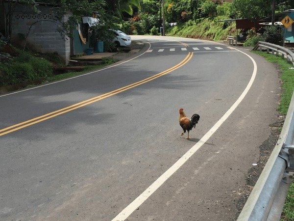 Image: Conoce el Juego más Divertido de España: Chicken Road Casino